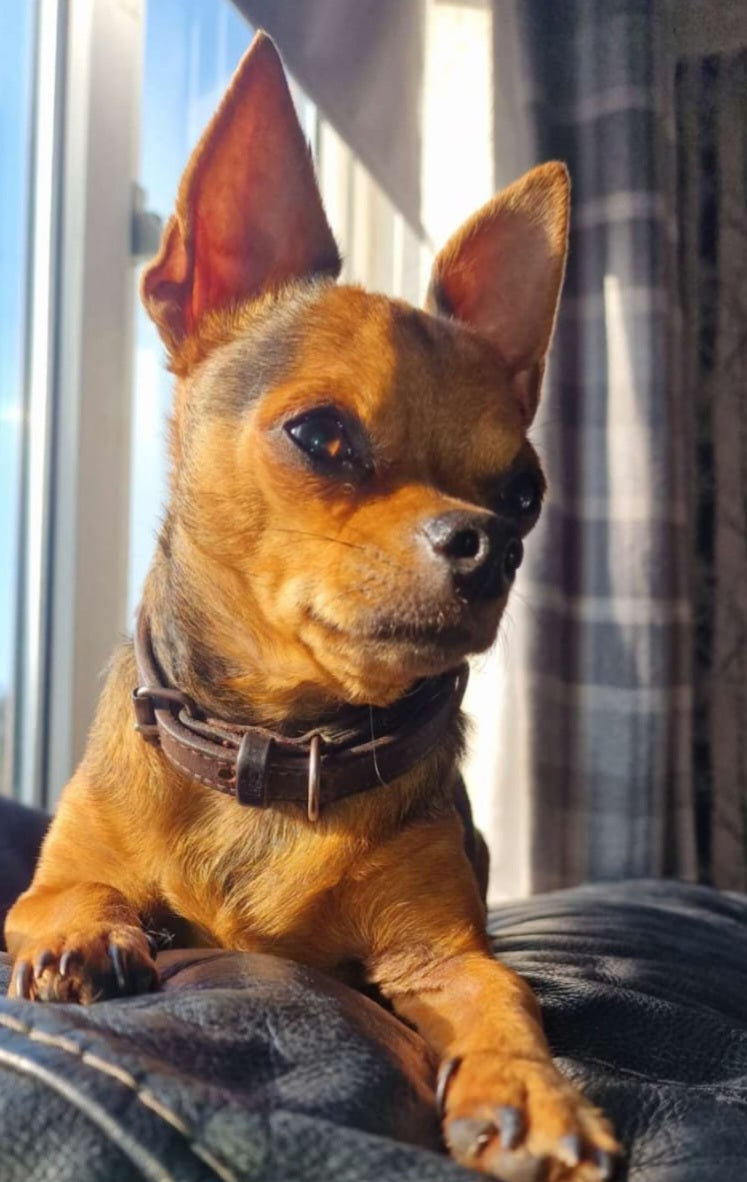 Pet collar frame